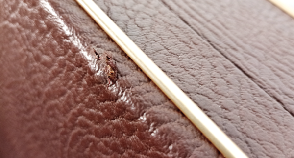 Tsugaru Longcase | Rockstar Model - Image 8